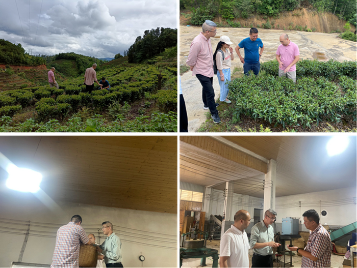 成人影片
茶叶专家服务团在茶园和茶叶加工厂进行指导_副本.png