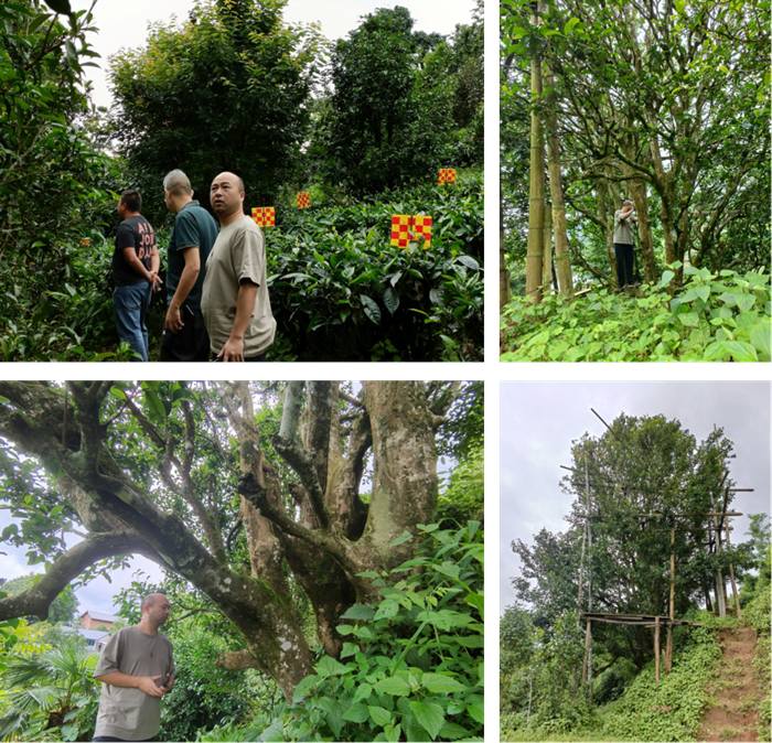 成人影片
茶叶专家服务团调研古茶树资源_副本.png